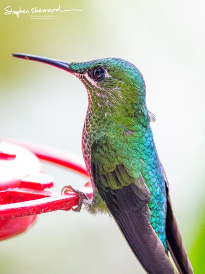 Hummingbirds of Costa Rica